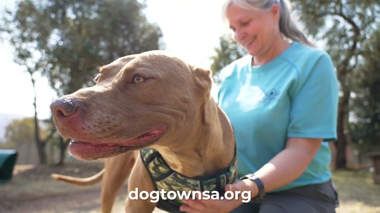 DogTown x M Pets Video