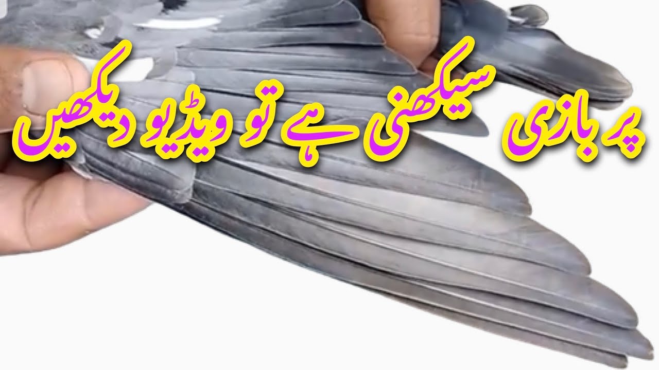 Par bazi sekhni hai to video dakho || Afzaal Pigeons