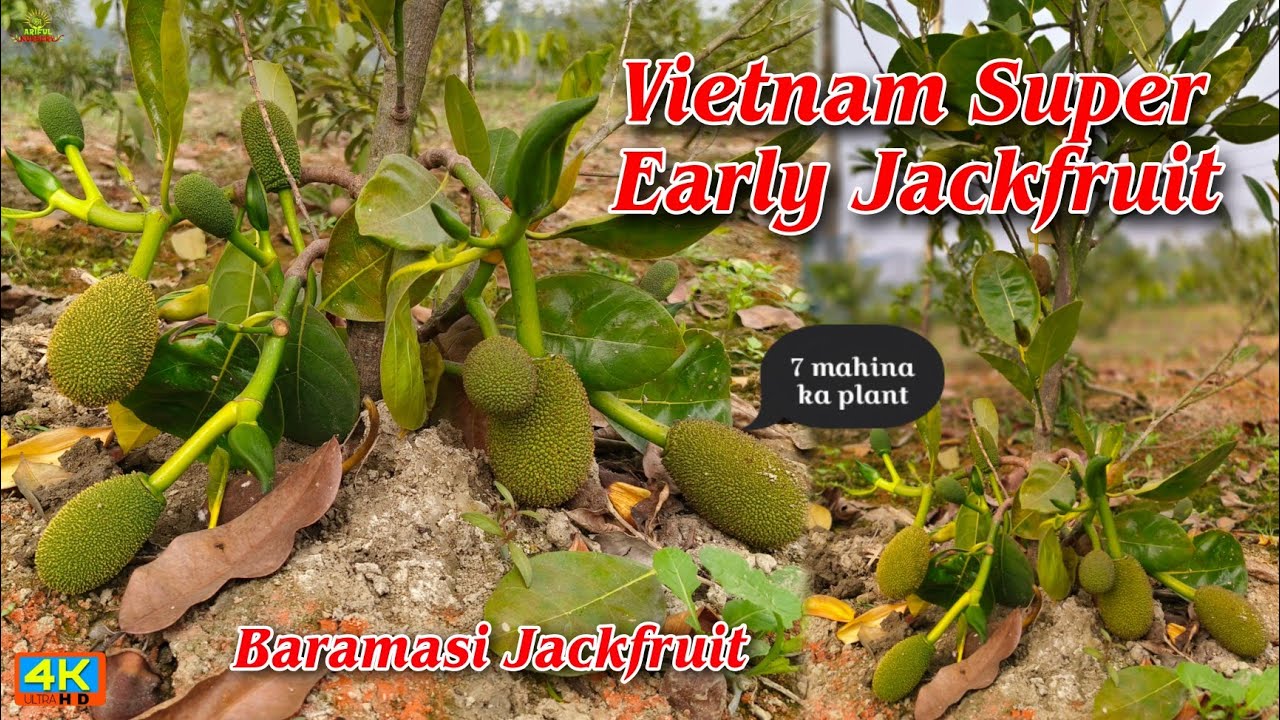 vietnam Super Early Jackfruit farming in india original plant available