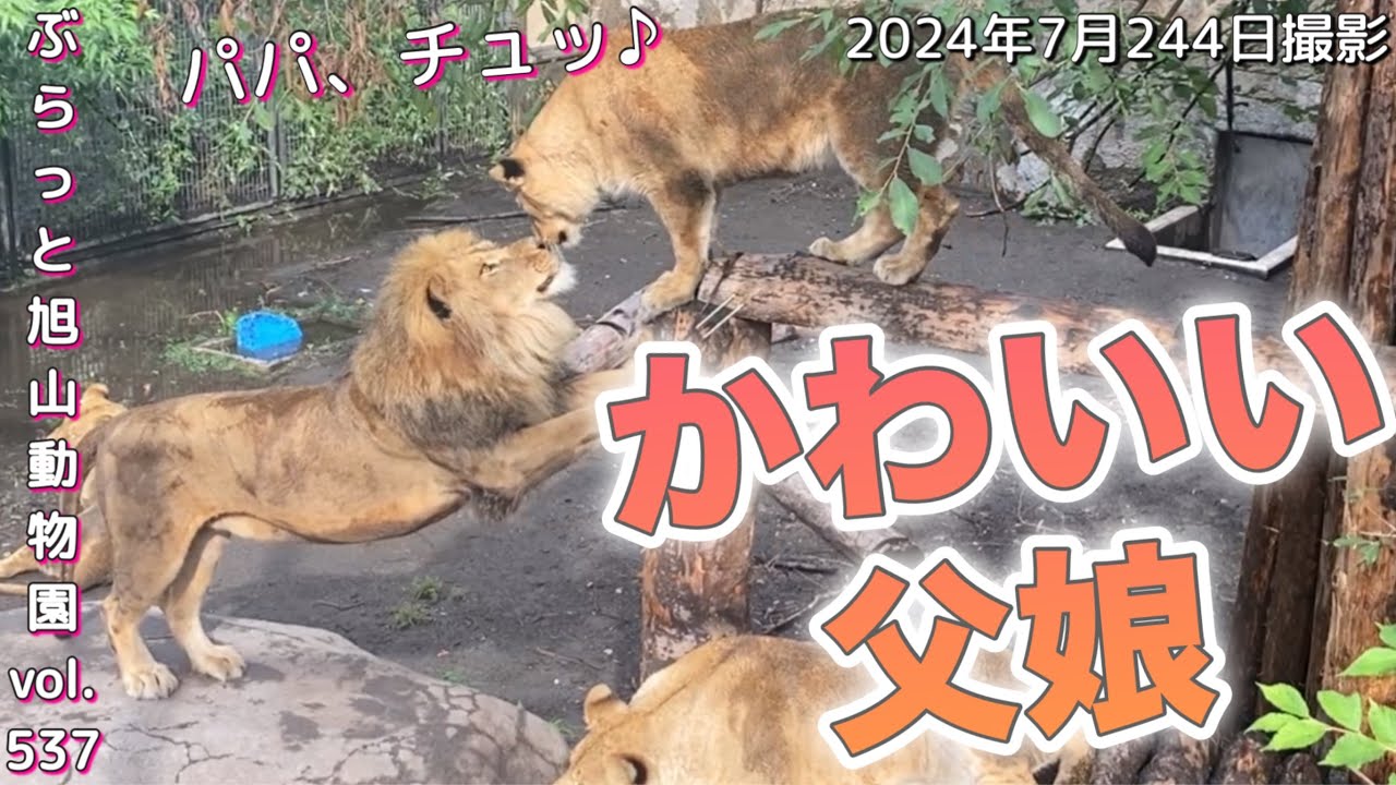 《ライオン＆トラ旭山動物園》うわー！観客もうっとり。オリトイオファミリーのかわいい炸裂！レイに耐えるフウ。vol537/cuteness of lions is unstoppable＆tiger