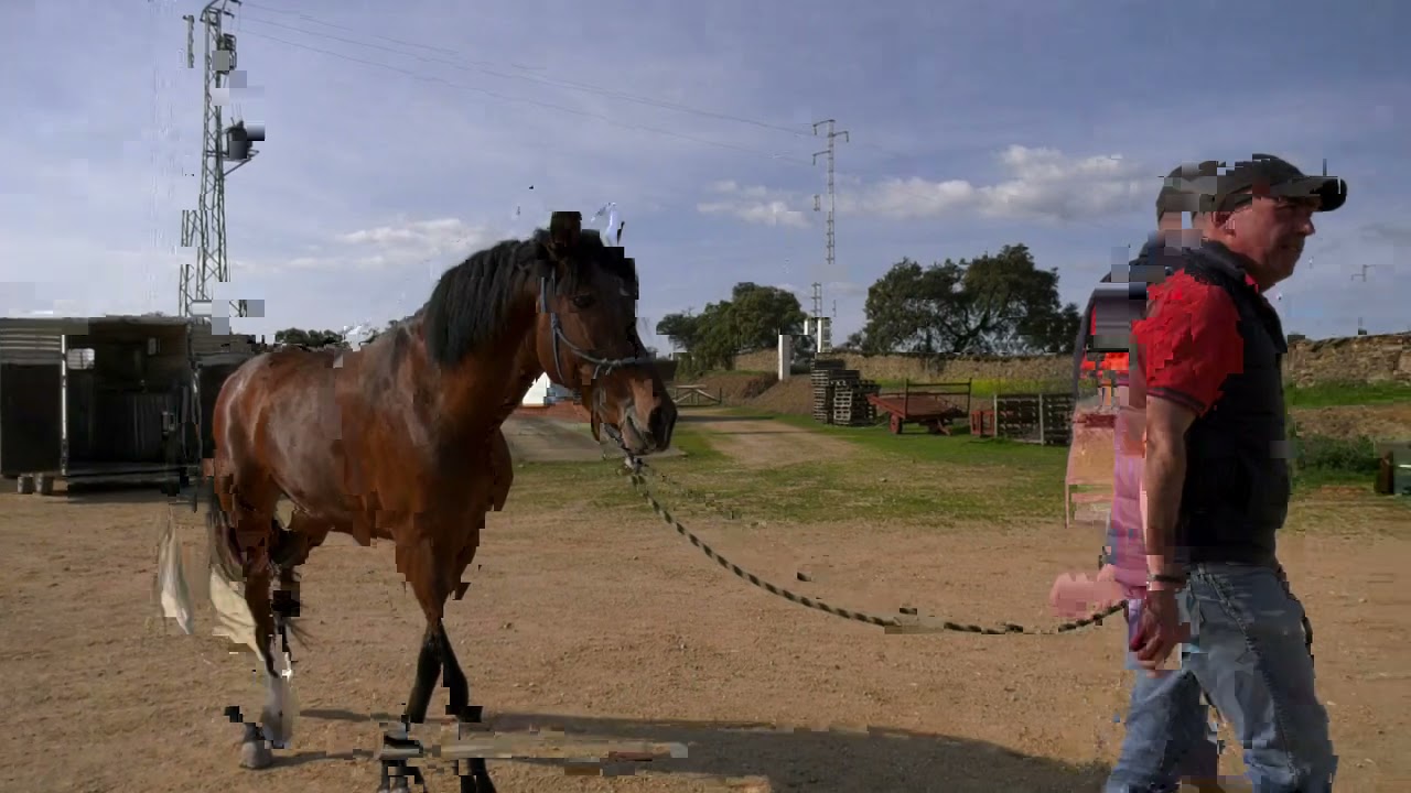 Manejo natural Quitar resabio dificultad cabezada. Montar potro por primera vez en un van o remolque