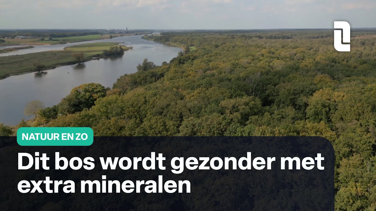 Dit doen mineralen voor een bosbodem | Natuur en Zo 🌿