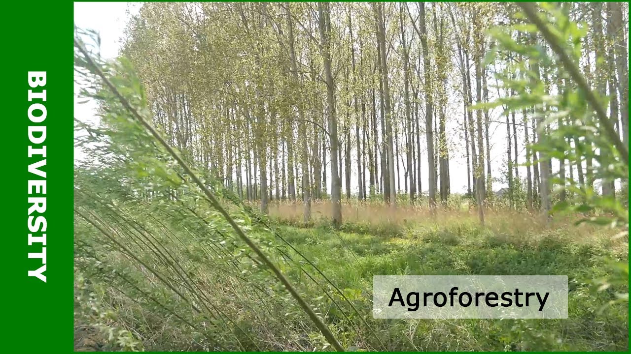 Duurzame landbouw met agroforestry (Subtitles available NL + ENG)