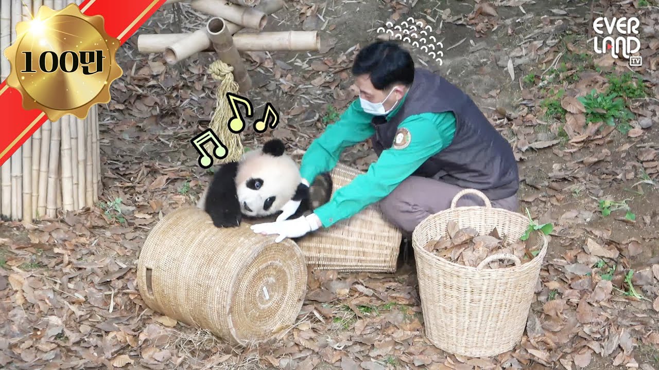 청소하는 작은할배를 가만두지 않는 찰거머리 #푸바오 | 에버랜드 판다월드 (Baby Panda 'FuBao') [판다.zip]