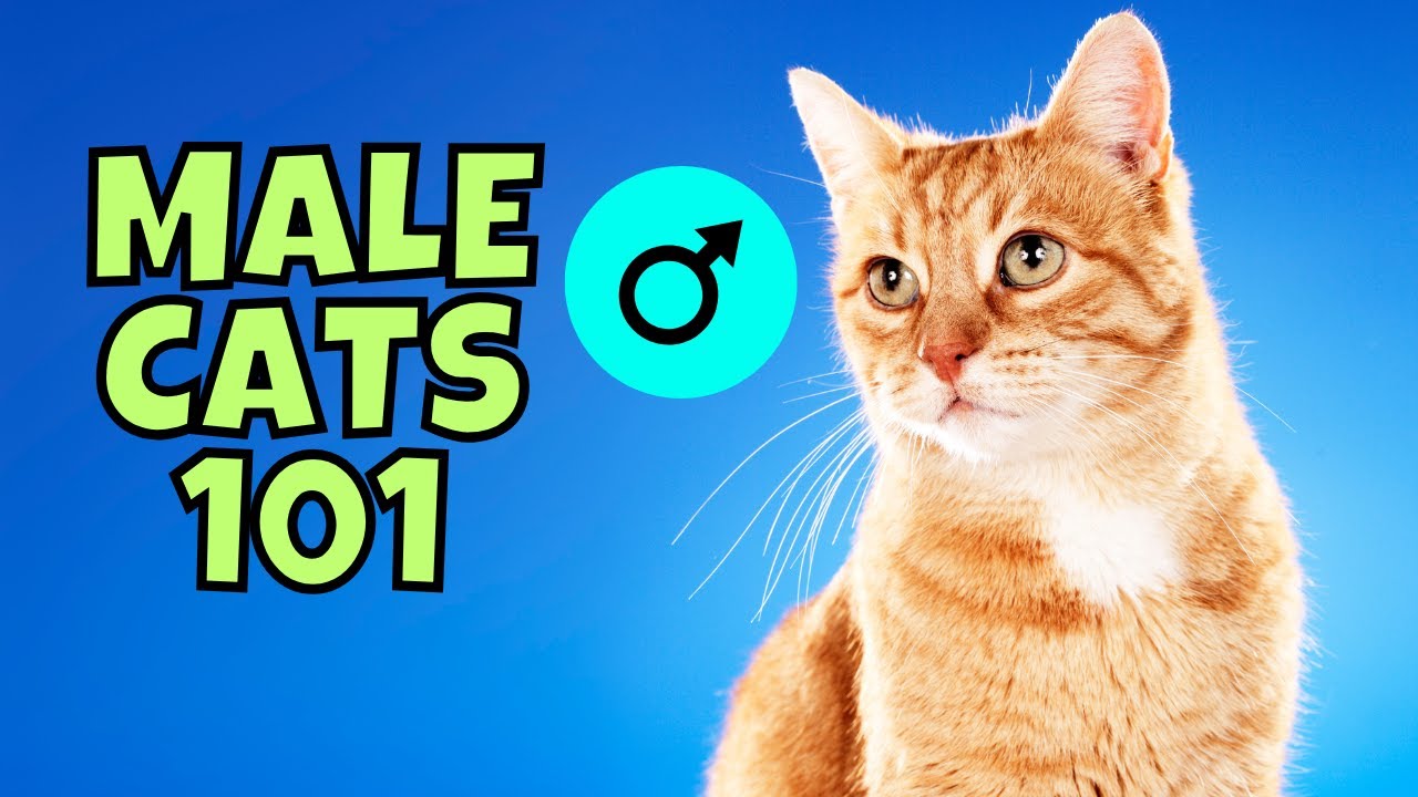 Male Cats 101: What to Know Before Adopting One