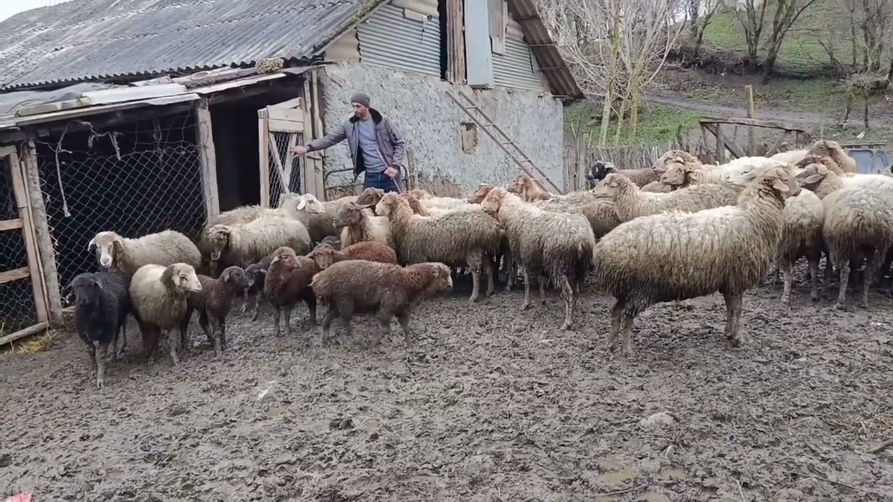 Gün Batarkən Kənd İşləri-İnəklərin otlaqdan  gətrilməsi,Mal-Heyvanın Qayğısı,odun tədarükü#village 