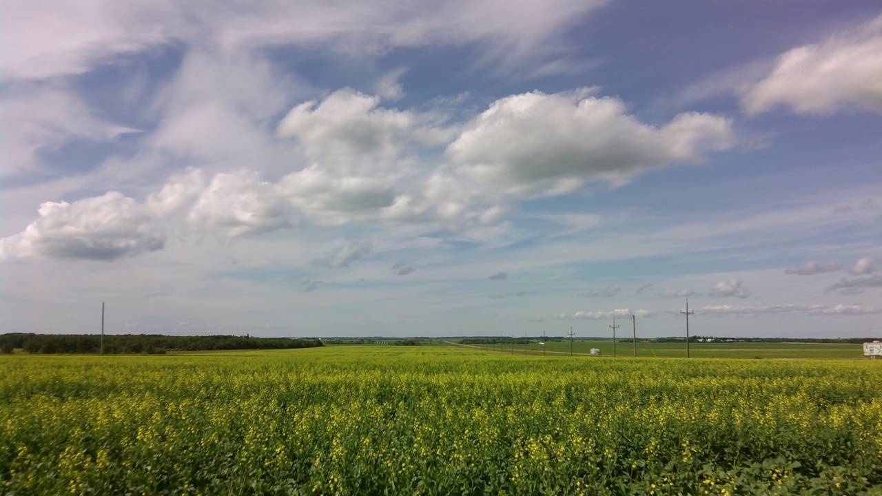 Time-Lapse#7 [Canola Crop]