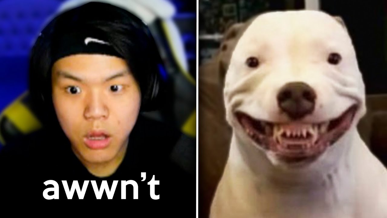 animales actuando como humanos