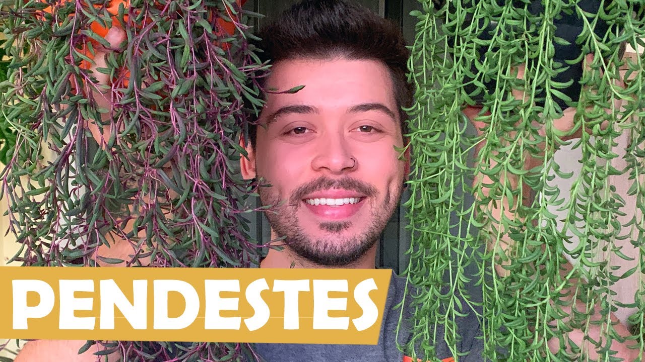 MINHAS SUCULENTAS PENDENTES COM IDENTIFICAÇÃO - SUCU LOVERS