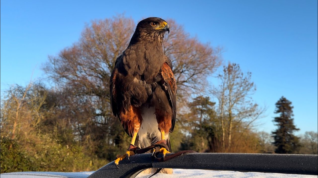 Hunting with my Harris Hawk! 