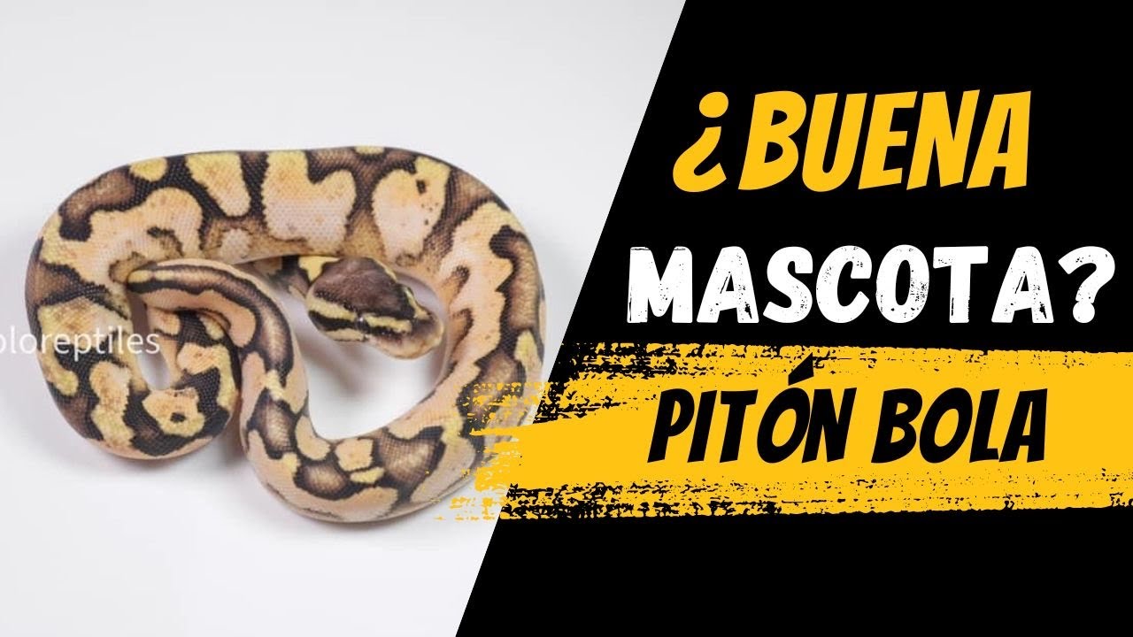 RAZONES para tener PITON BOLA  de MASCOTA