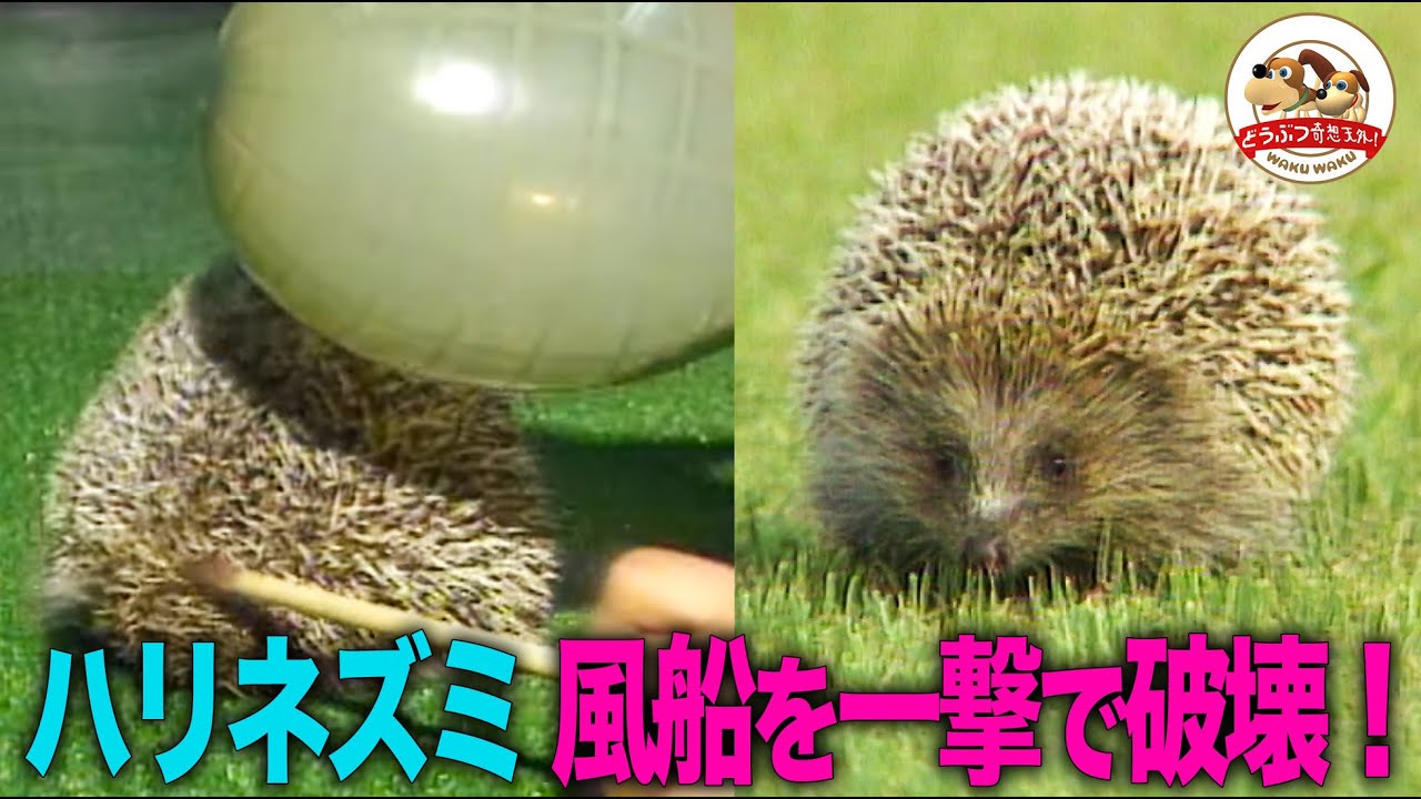 【かわいい】鋭い針と頭突きで攻撃！敵対策万端なのに巣作りが雑？ナミハリネズミの衣食住を大公開【どうぶつ奇想天外／WAKUWAKU】