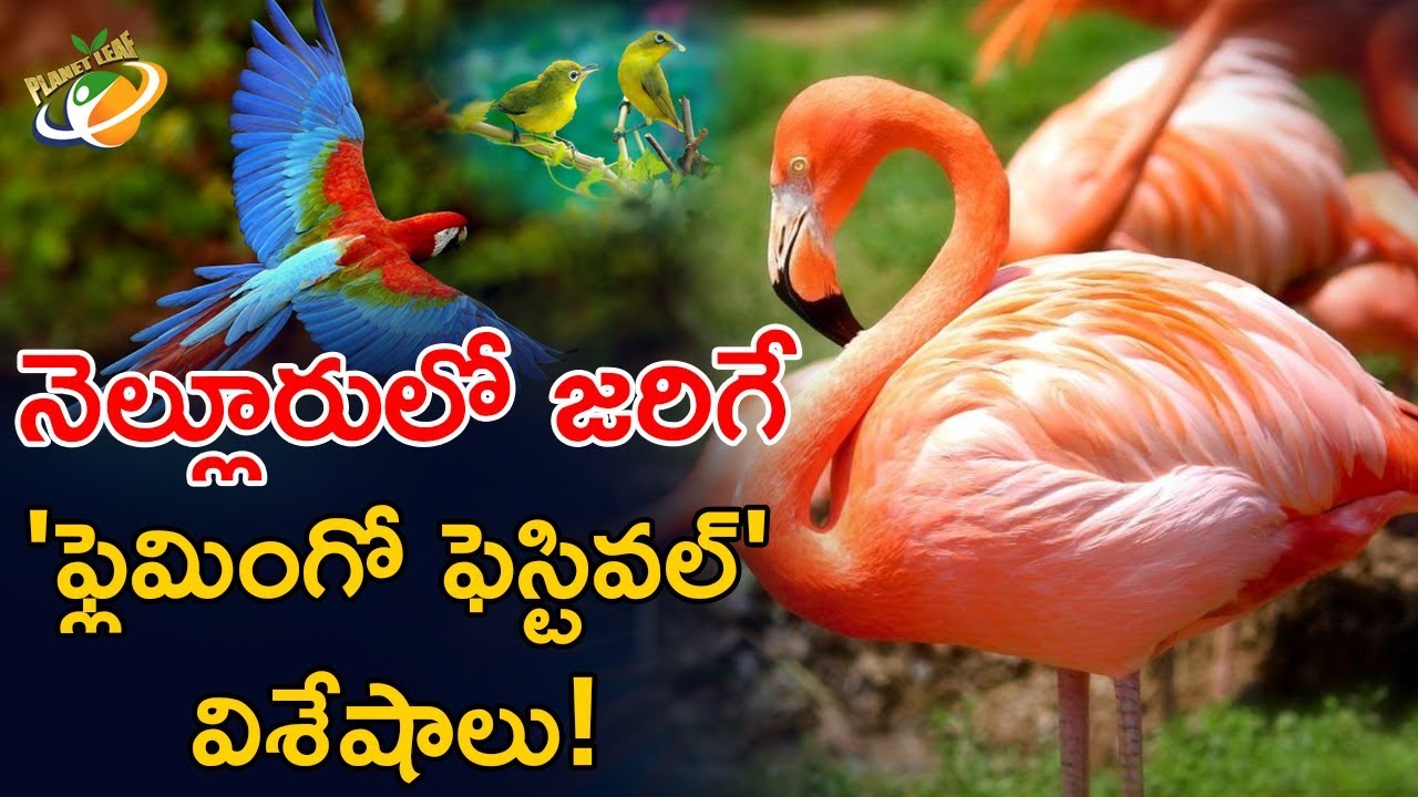 Reason Behind Flamingo Festival in Nellore | Amazing Facts of Flamingo Festival in Nellore