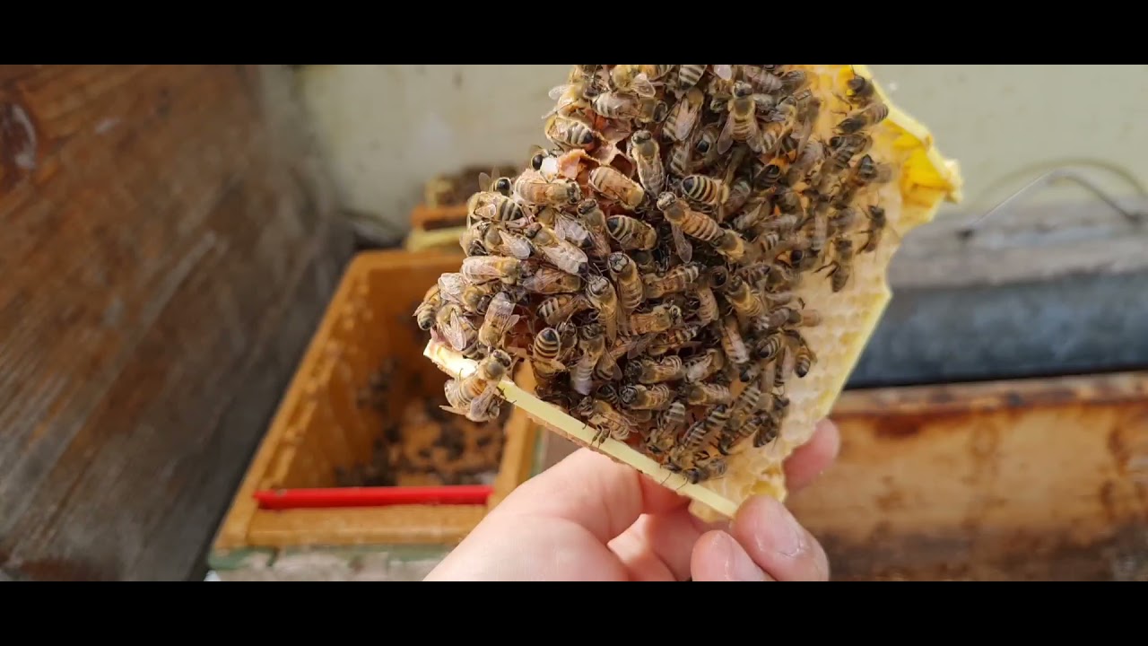 Verific daca au acceptat matcile in nuclei apidea