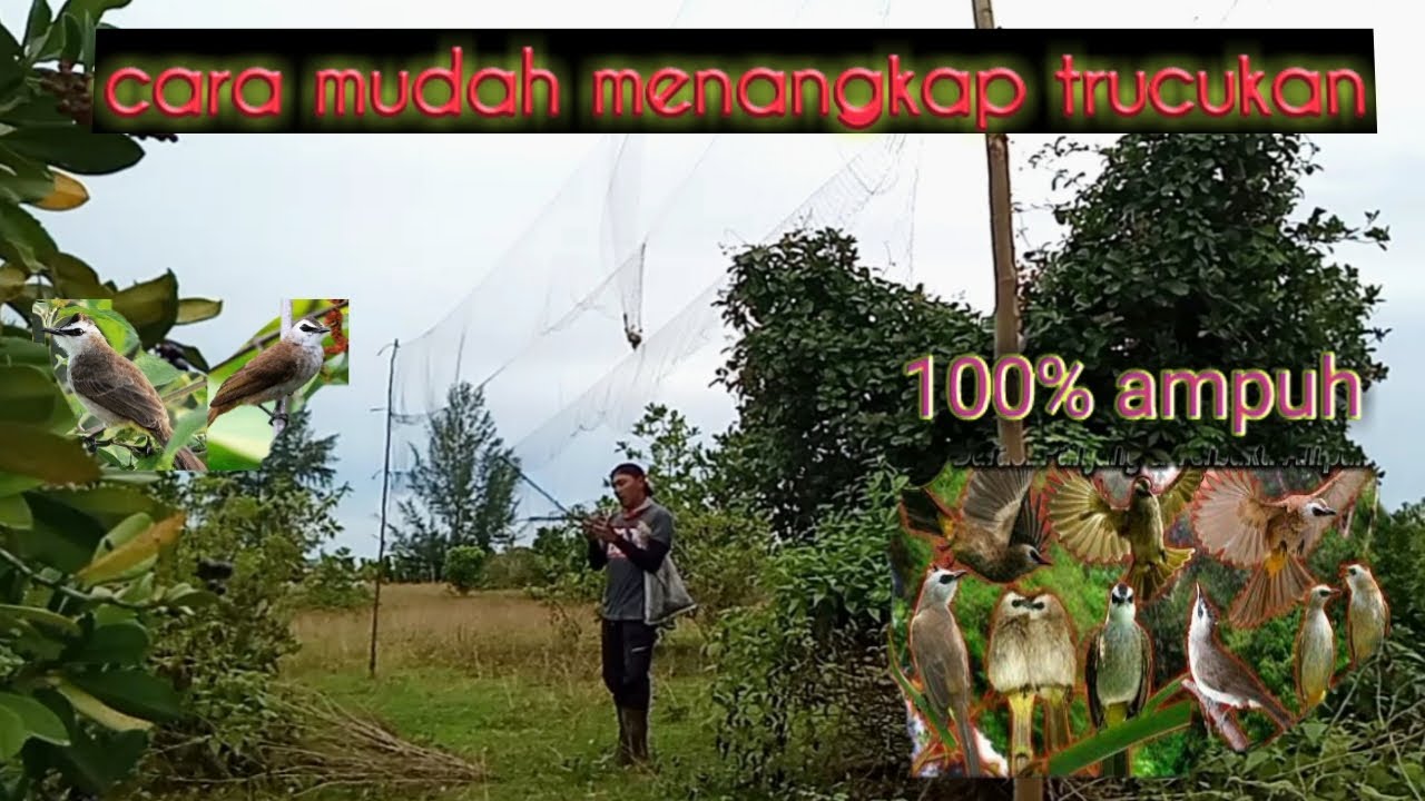 CARA MUDAH MENANGKAP BURUNG//SEMUA JENIS BURUNG BISA DI JEBAK DENGAN CARA INI