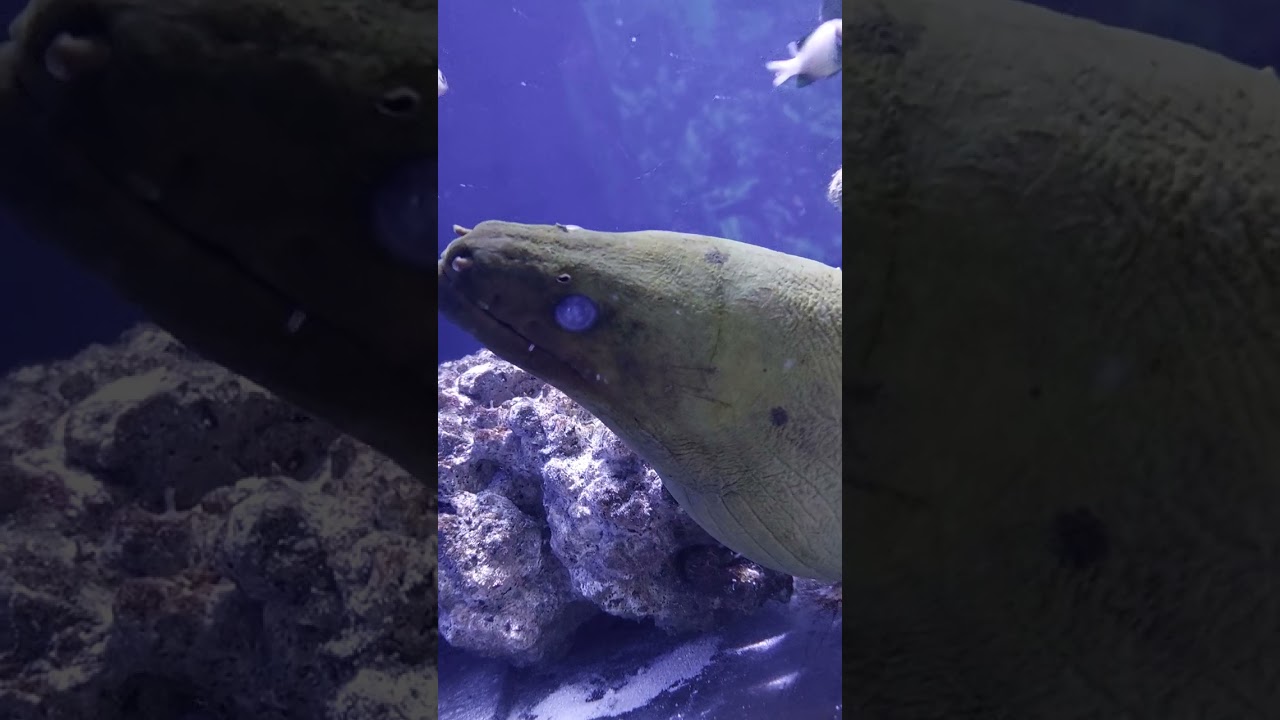 Green moray eel! #shorts