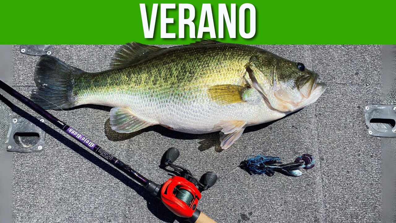 Usa estos TIPS para PESCAR M&Aacute;S EN VERANO! // BASS X TIPS