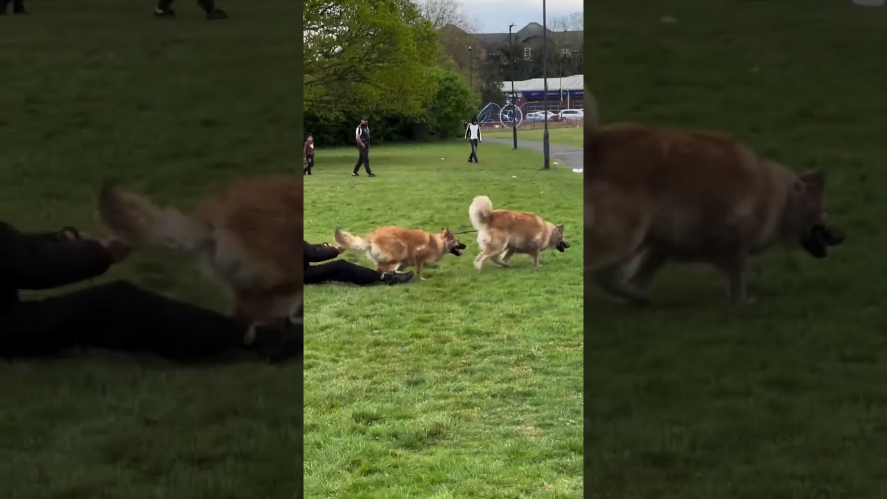 Funny Dogs at the Park &ndash; Pure Comedy on Four Paws! 🐶🌳🤣