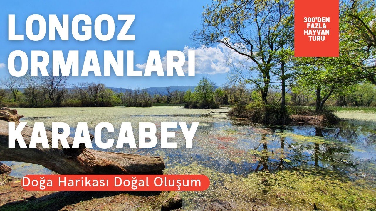 LONGOZ ORMANLARI - ( Doğa Harikası Doğal Oluşum ) Longoz Forests  #longoz #doğaharikası