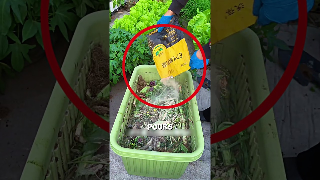 Process of Making Fertilizer Using Vegetable Roots🌱😱#farming