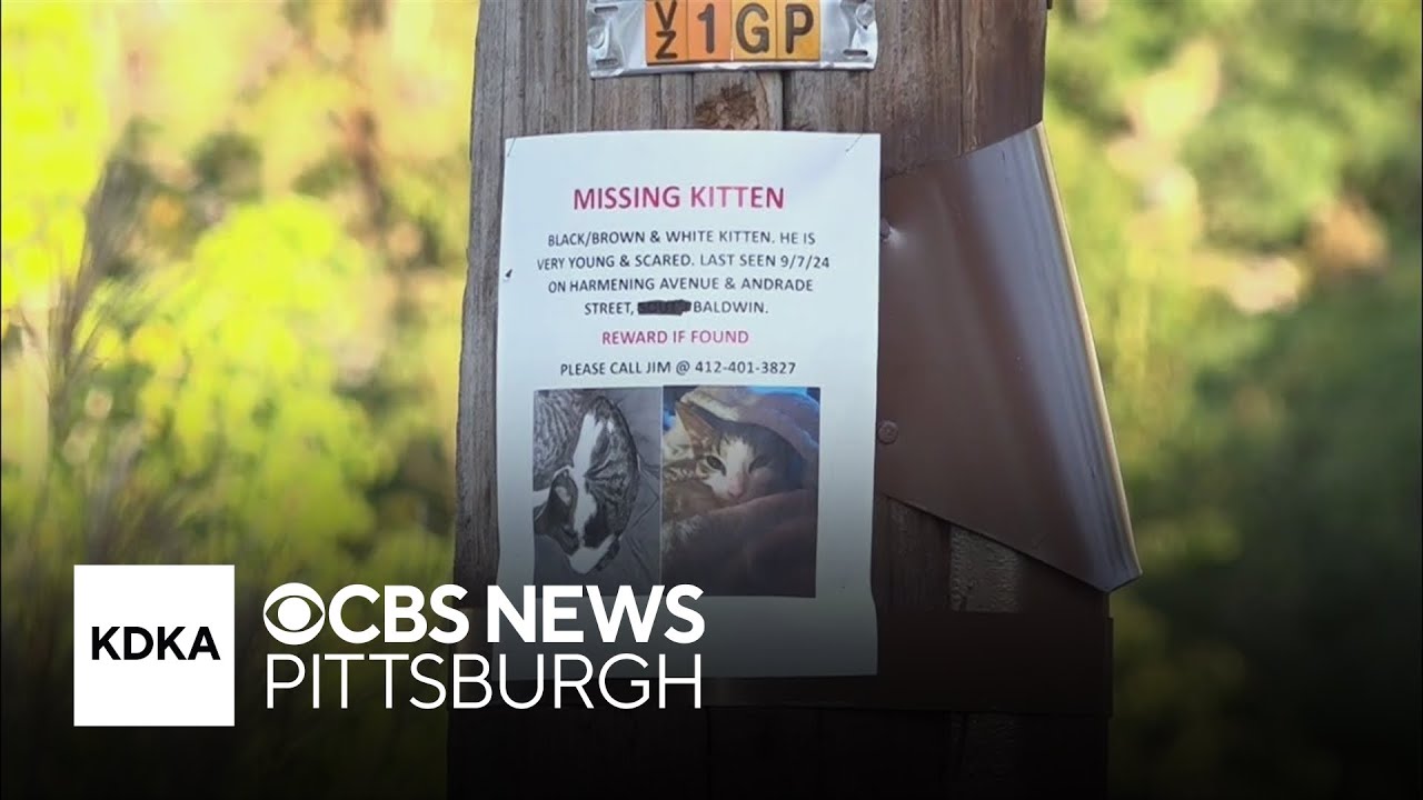 Scammer targets woman who lost her cat