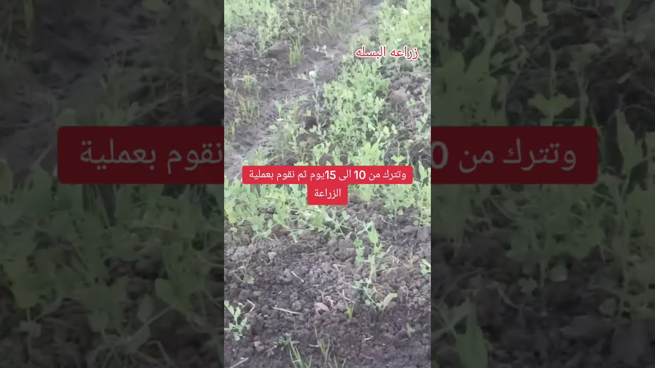 #زراعه