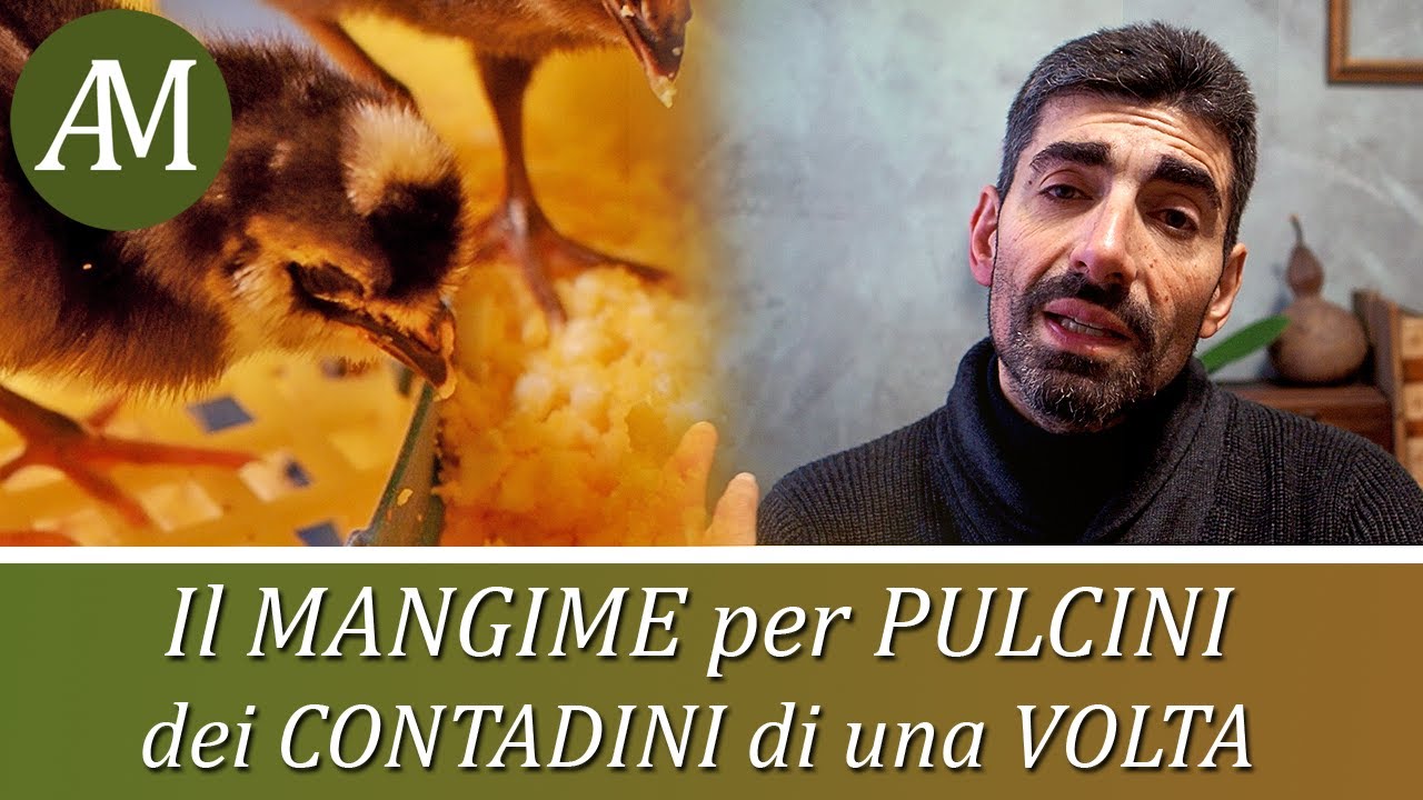 Come facevano il mangime per pulcini i contadini veneti di una volta - Avicoltura e Pollaio