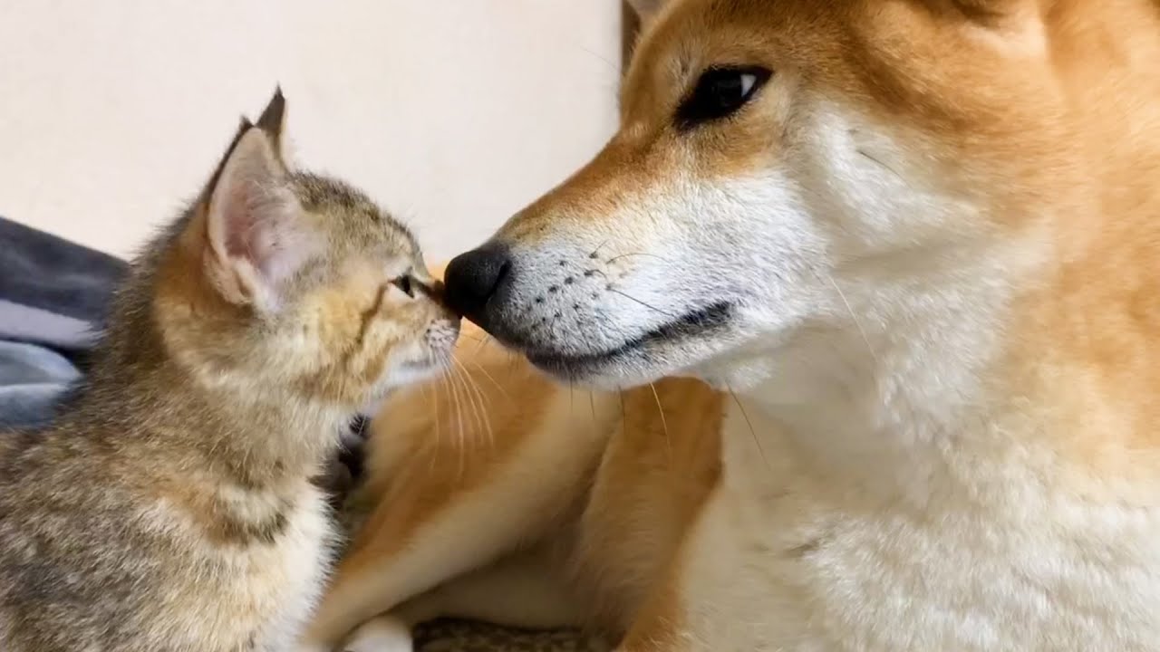 子猫の可愛い鳴き声に飼い主、柴犬も猫姉妹もメロメロ♥ meow♥Cute kitten