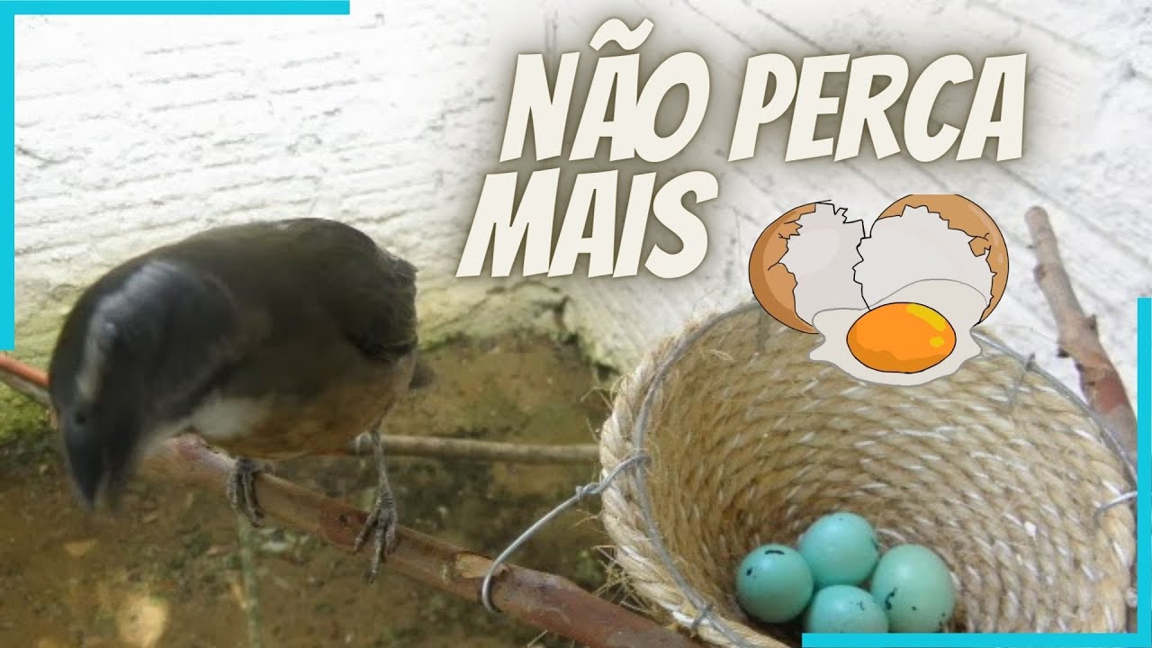 Como saber o dia que sua fêmea vai botar e manejo para evitar perca de ovos