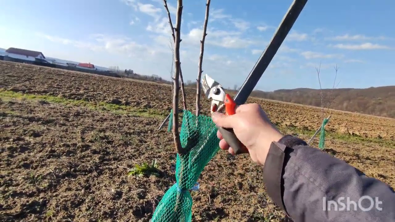 Formarea prunilor tineri anul 2 de la plantare👍🥰