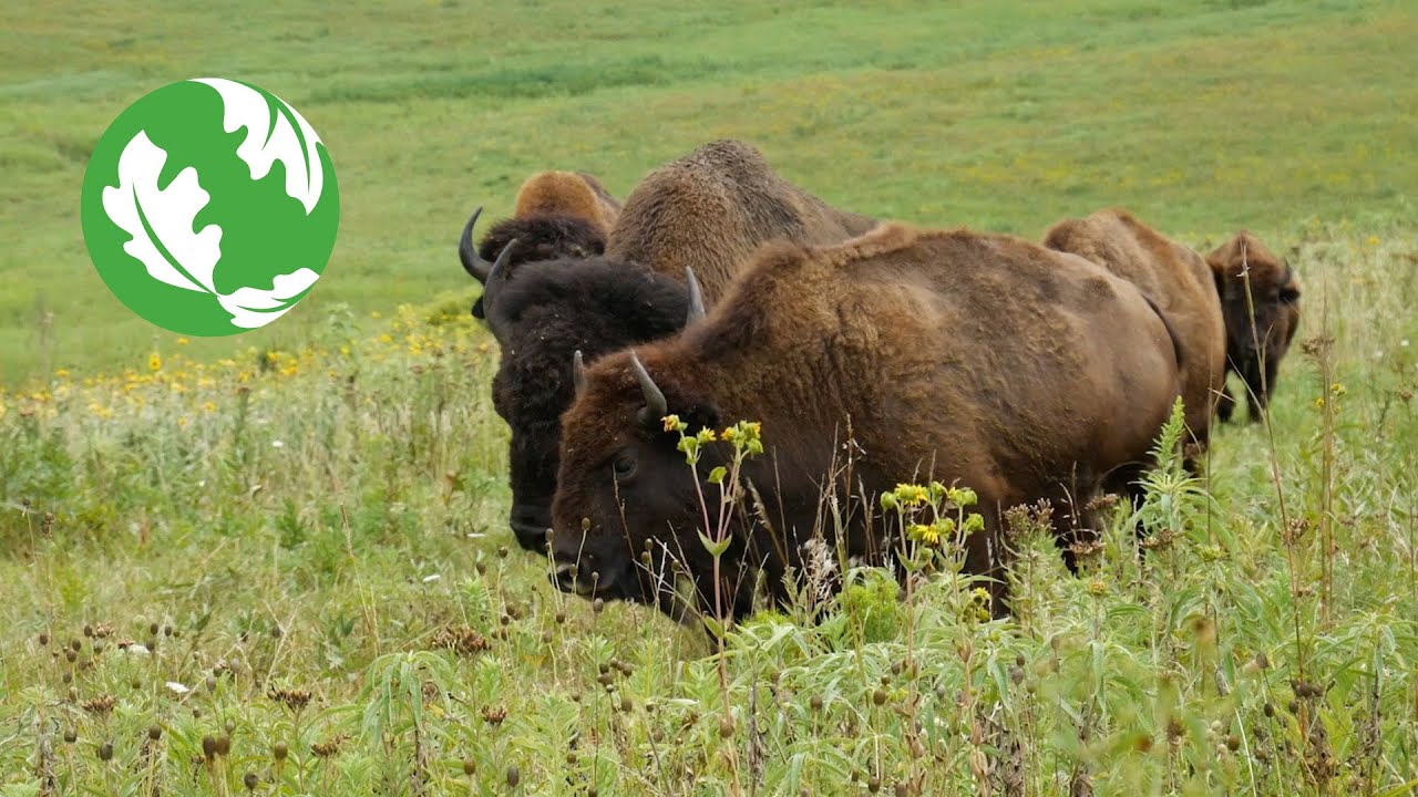 Grand River Grasslands: A Story of Restoration and Collaboration