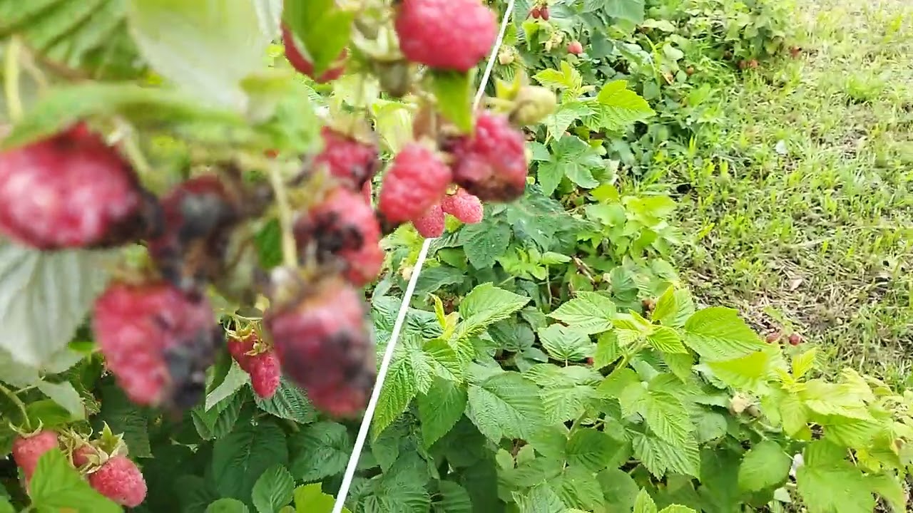 Для чего нужны шпалеры?