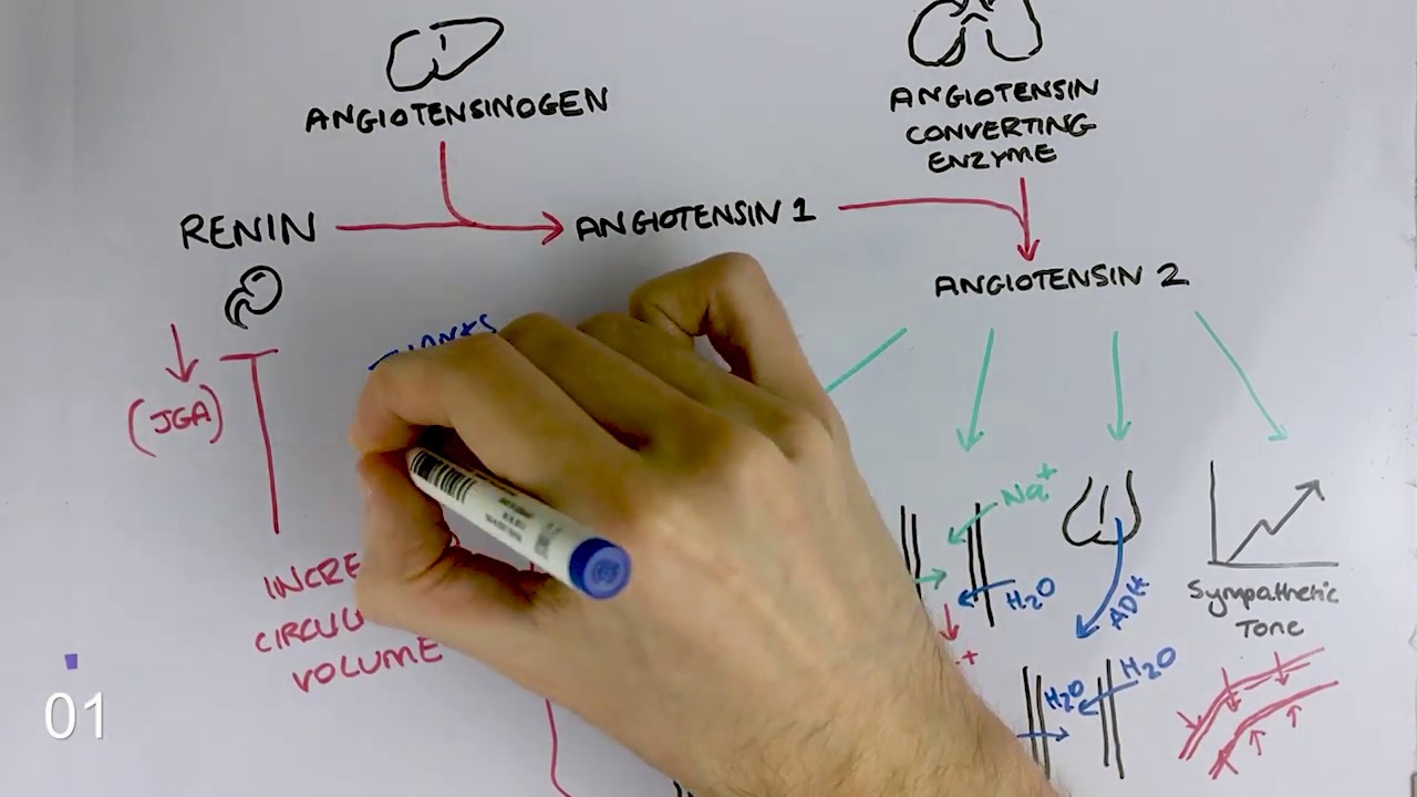 Renin Angiotensin Aldosterone System MADE EASY (60 SECONDS)