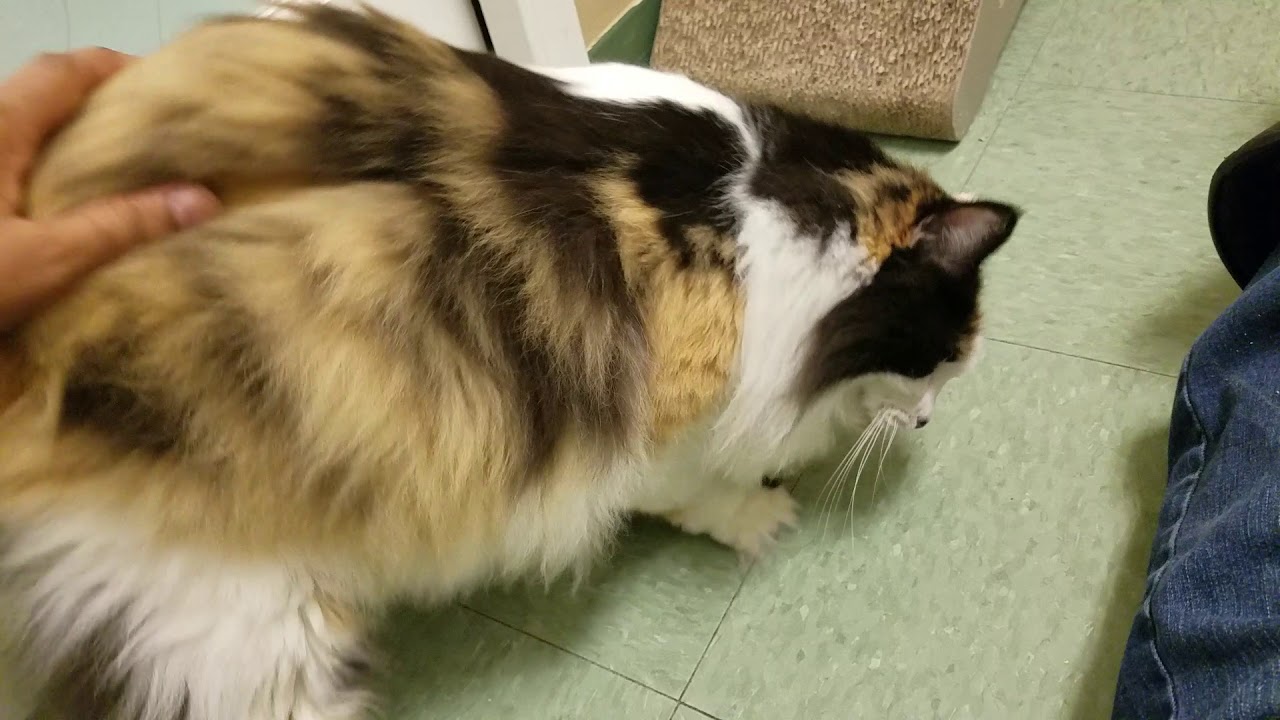 Lizzie, long haired Calico at MEOW Cat Rescue