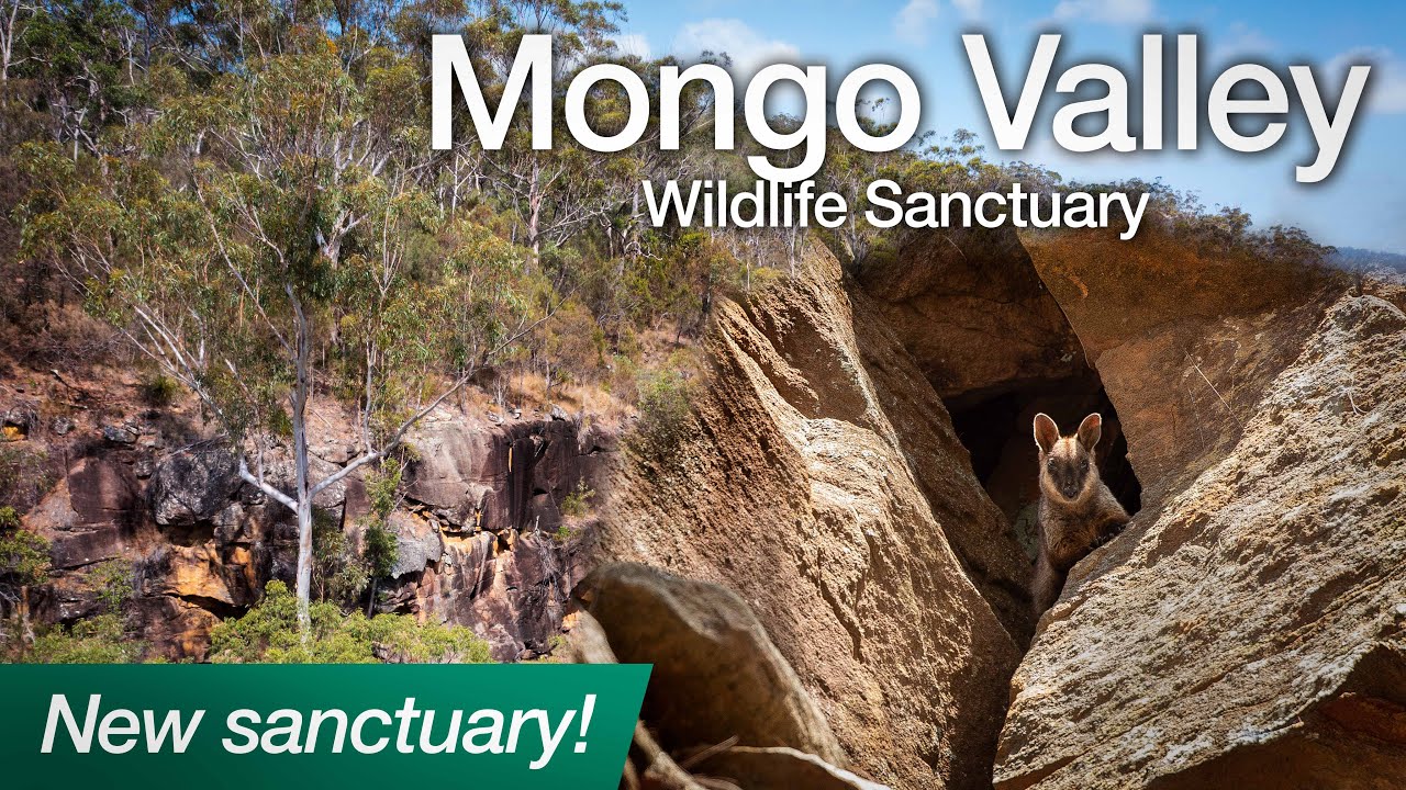 New Sanctuary for Wildlife in NSW | Mongo Valley Wildlife Sanctuary
