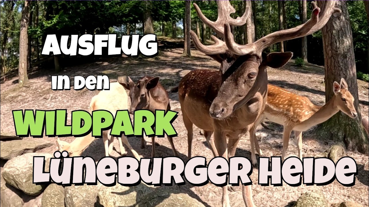 Rundgang durch den Wildpark Lüneburger Heide - Ein Tierpark Abenteuer Tour für Groß und Klein