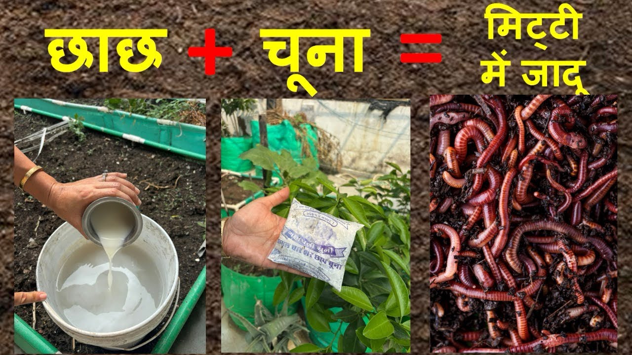 छाछ और चूने का मिट्टी पर जादू । मिट्टी का Best Fertilizer, ढेरों-ढेर फल और सब्ज़ियाँ 500% Success | 