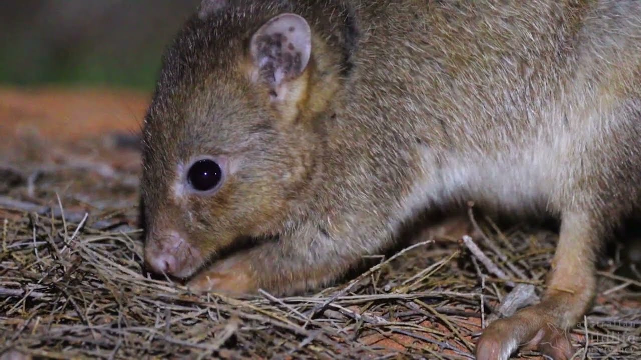 Controlling feral species on Newhaven Wildlife Sanctuary (NT)