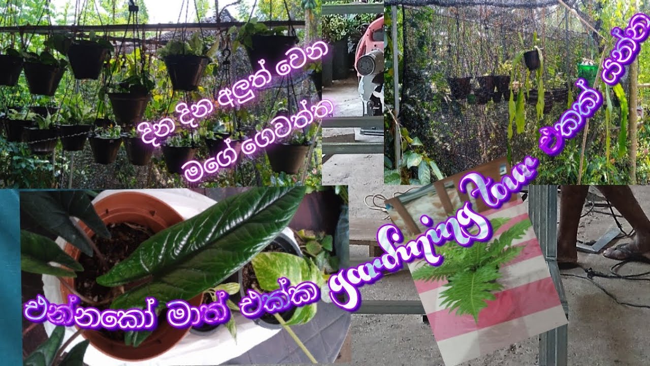 දිනෙන් දින අලුත් වෙන මගේ ගෙවත්ත