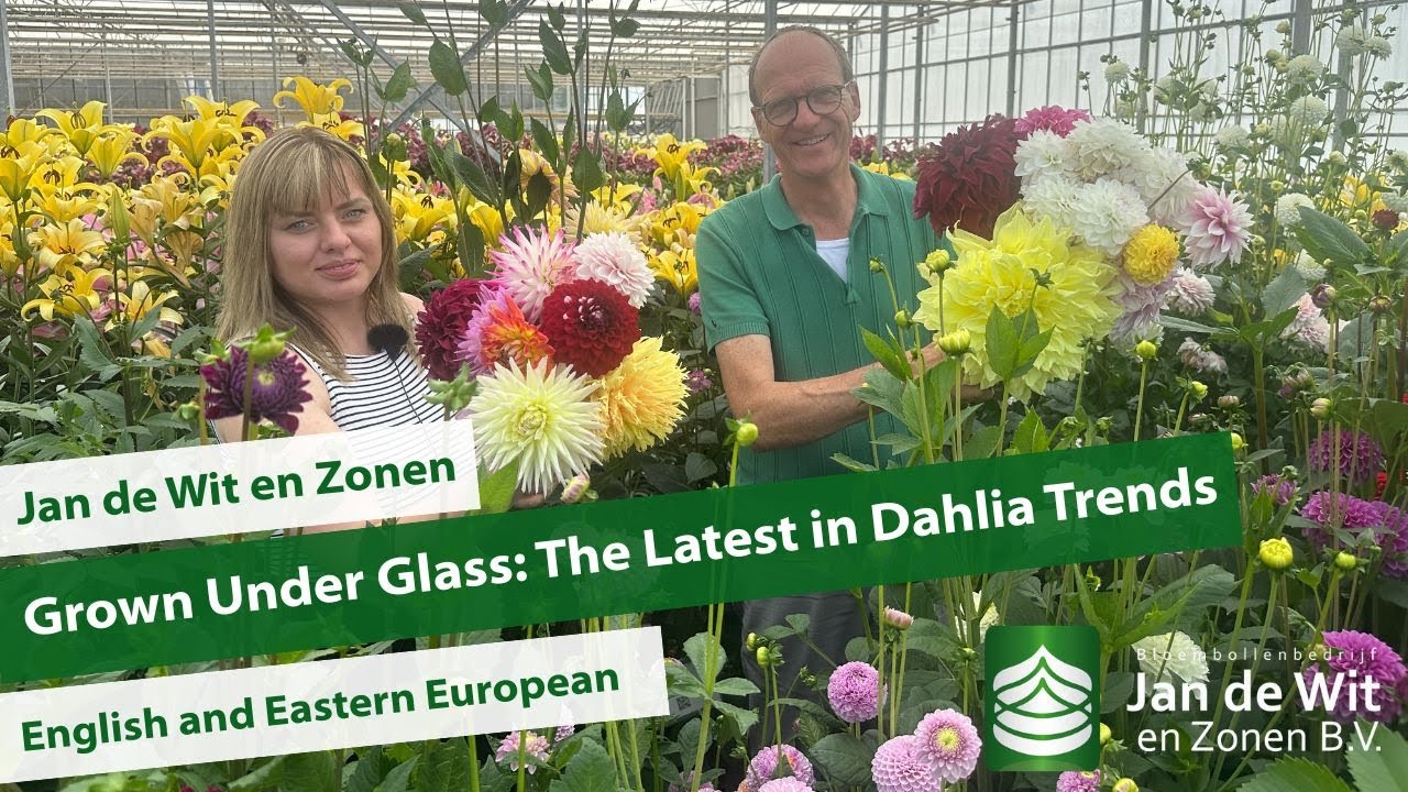 Grown Under Glass: The Latest in Dahlia Trends | Jan de Wit en Zonen | Tuber Exporter
