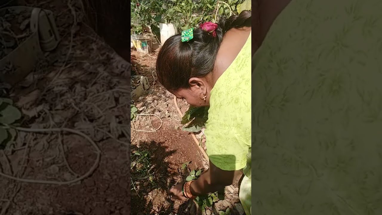 EARTH LOVER-1 is live