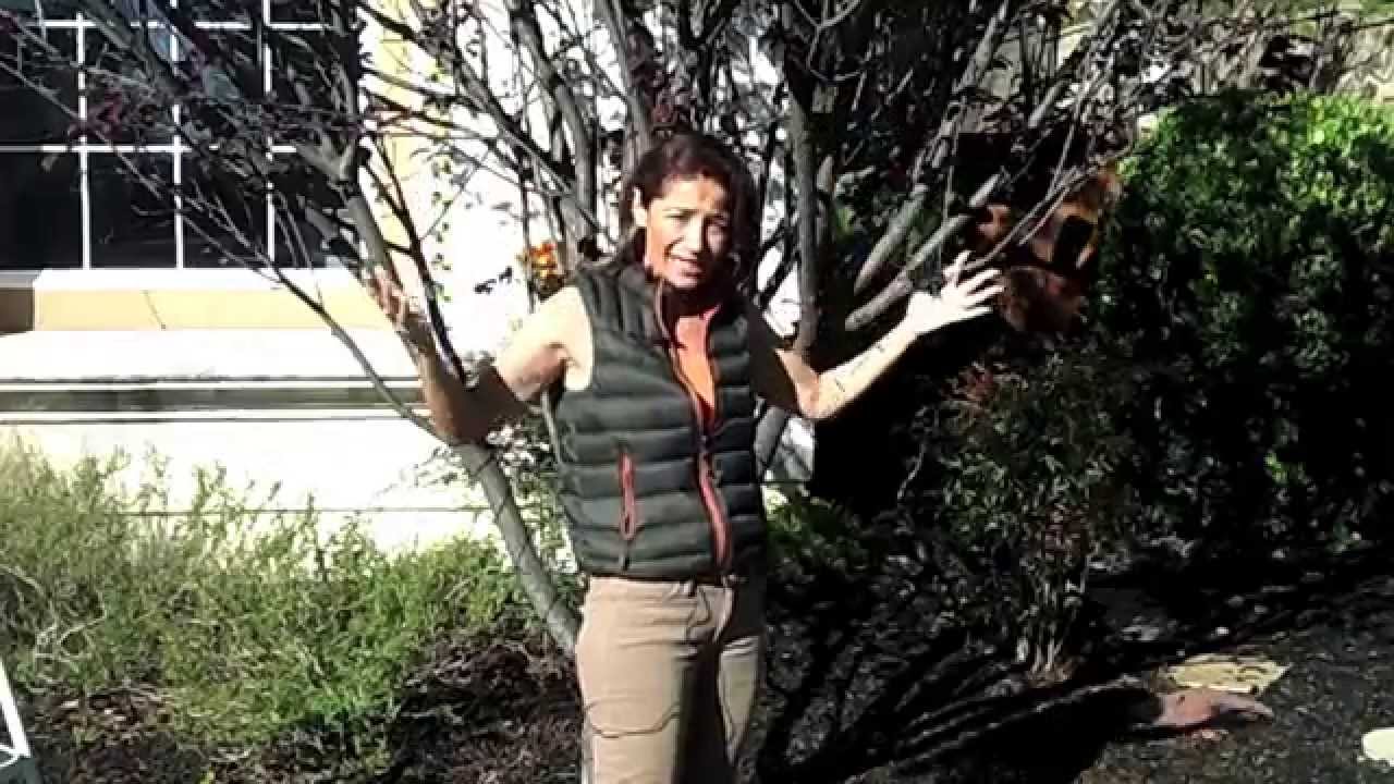 How to Wrap Your Tree with LED Solar Christmas Lights