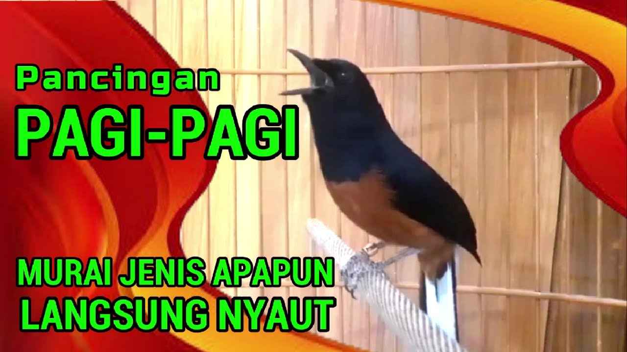 Pancingan PAGI-PAGI AGAR MURAI GACOR❗ murai diam pasti ikut NYAUT EMOSI❗❗