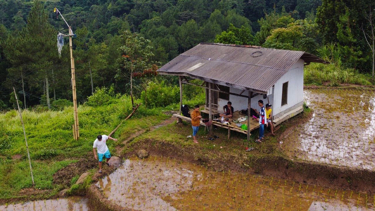 RURAL ATMOSPHERE, NGALIWET EATING TOGETHER IN A MOUNTAIN RICE FIELD SAUNG ACCOMPANIED BY FOG AND ...
