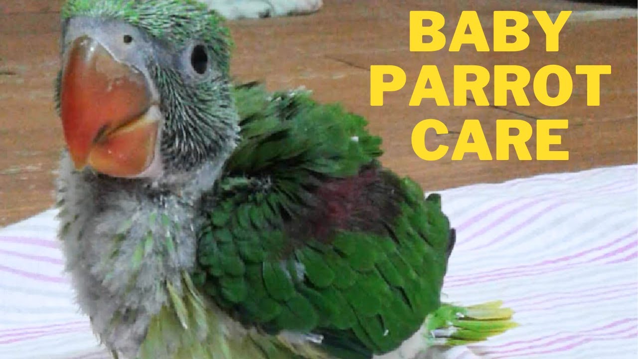 Ringneck Parrot Baby Care || Baby Parrot Care ||Alexander Parrot Care || #babyparrot #babyparrotcare