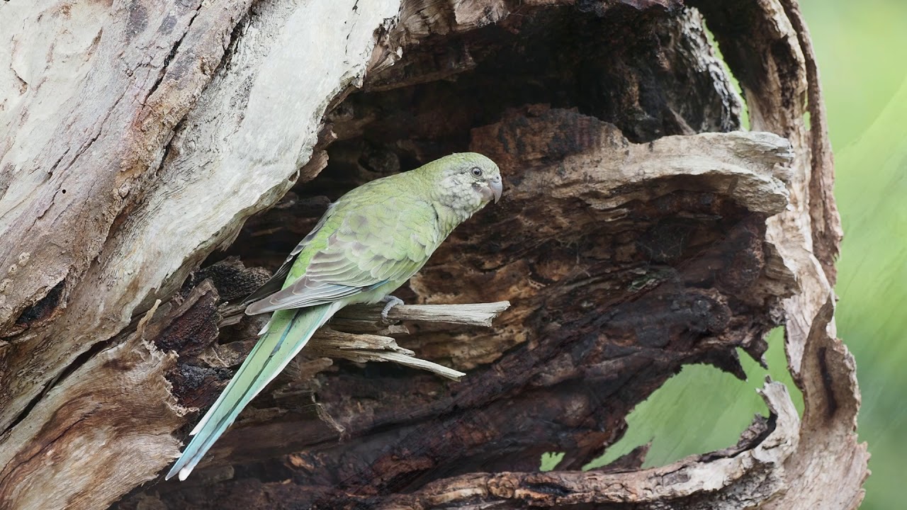Red-rumped Parrots - Male and Female