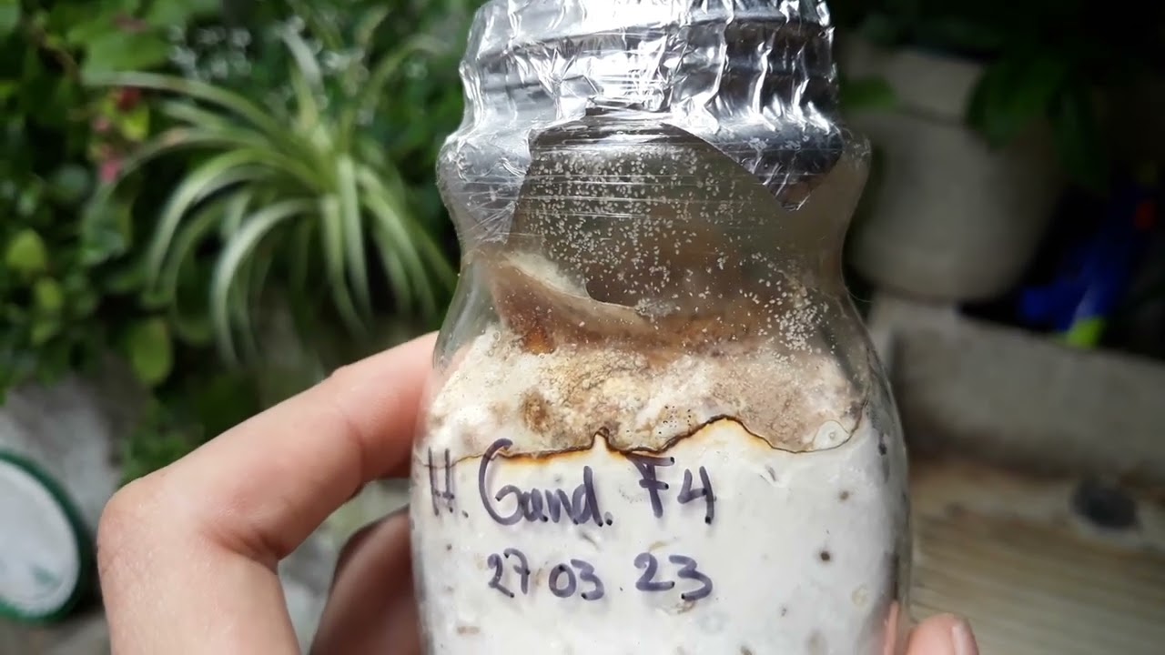 Contaminaciones en el cultivo de hongos