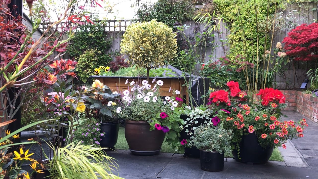 Early October small garden update🪴🌸13/10/2025