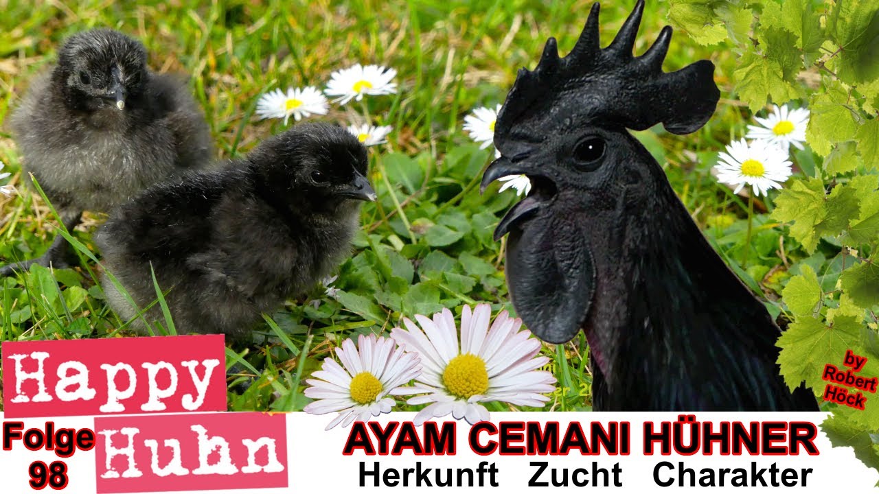 E98 Ayam Cemani Hühner im Rasseportrait bei HAPPY HUHN - Das indonesische Schwarzhuhn vorgestellt