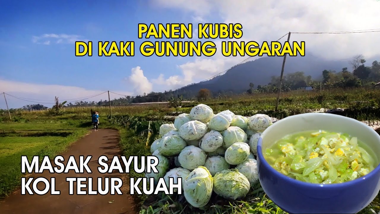 Panen Kol di Kaki Gunung Ungaran. Memasak Kol Telur Kuah.